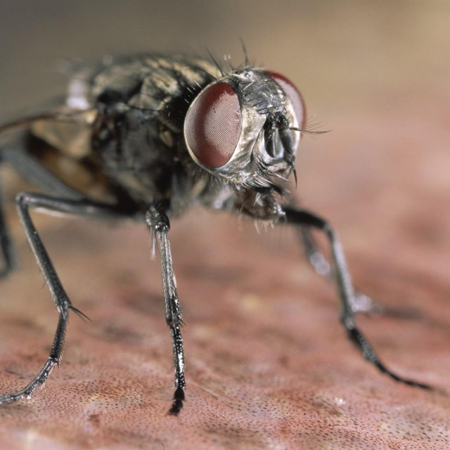 Kućna muha, ilustracija