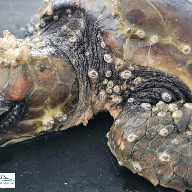 Glavata želva Marko