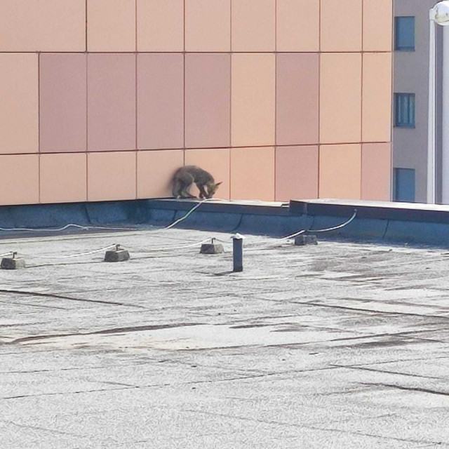Lisica u sličnom stanju ulovljena je (i izliječena) i u Zagrebu