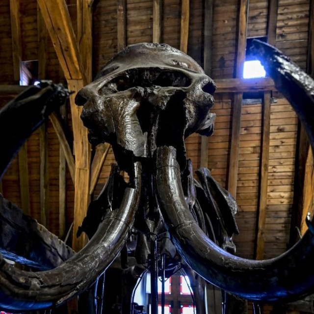 Kosti mamuta/Ilustracija