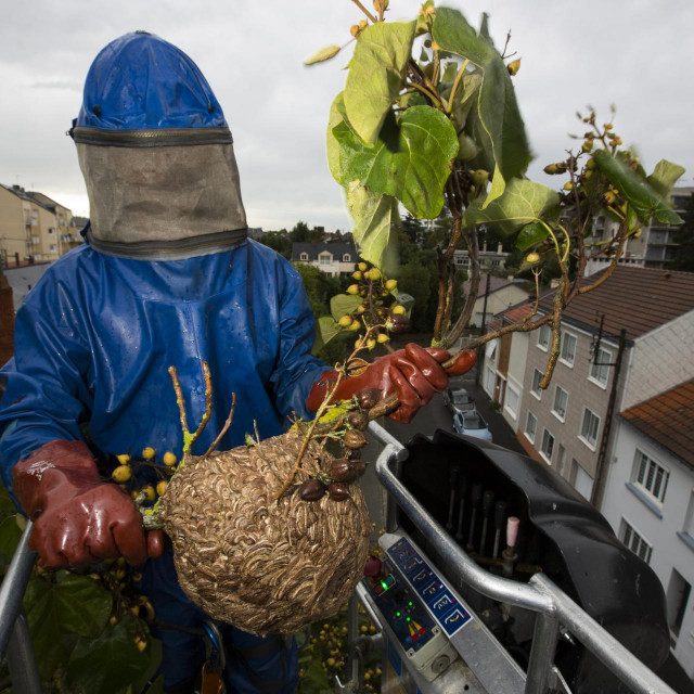 Gnijezdo azijskih stršljenova