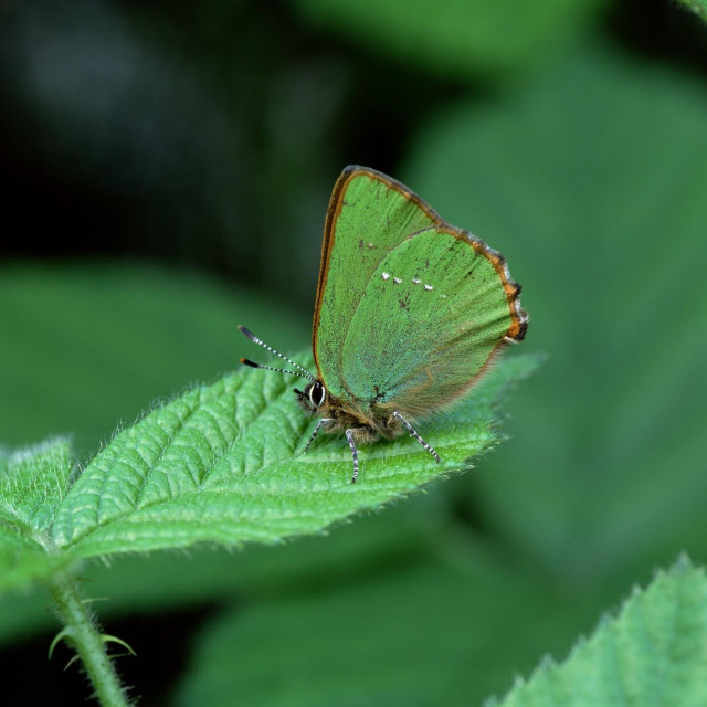 Callophrys rubi