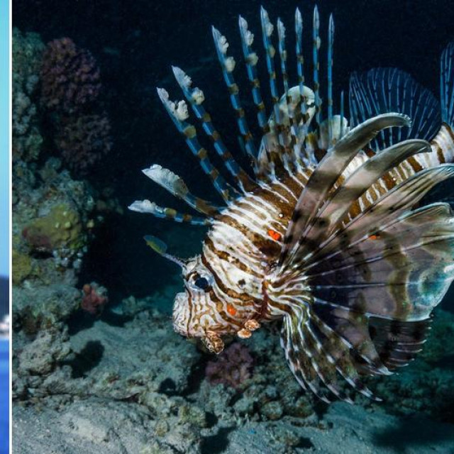 Profesor Jakov Dulčić s Oceanografskog instituta u Splitu i ilustracija ribe paun