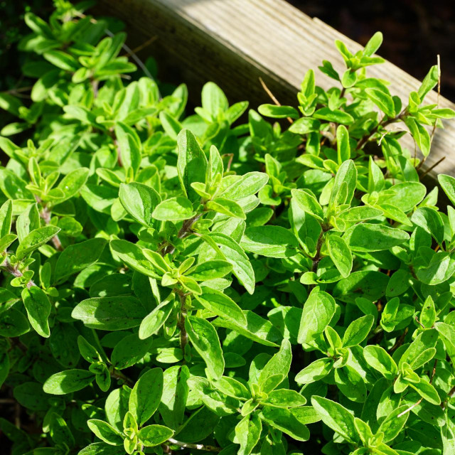 Origano