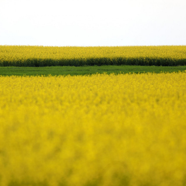 Polja uljane repice u okolici Korpivnice