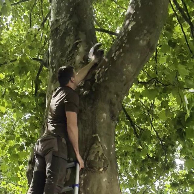 Vraćanje ušare na stablo