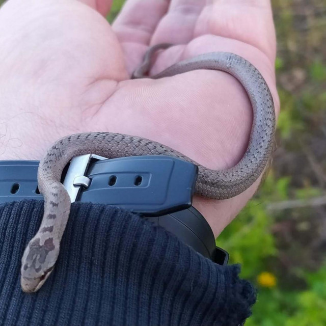 Smukulja, ilustracija