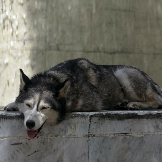 Jadnome psu nije bilo spasa (ilustracija)