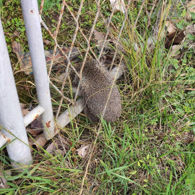 Jež koji je zapeo u ogradi