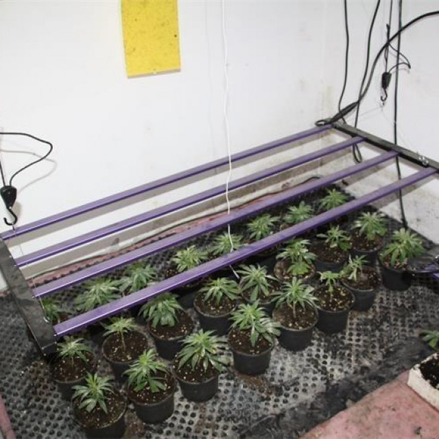 marihuana u Omišu