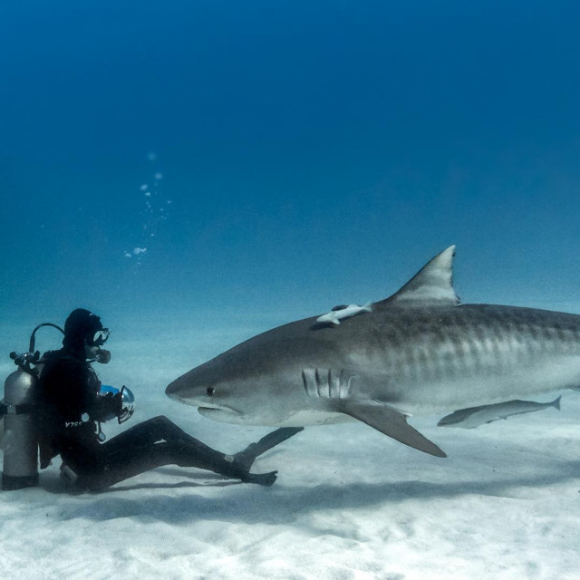 Tigrasti morski pas, ilustracija