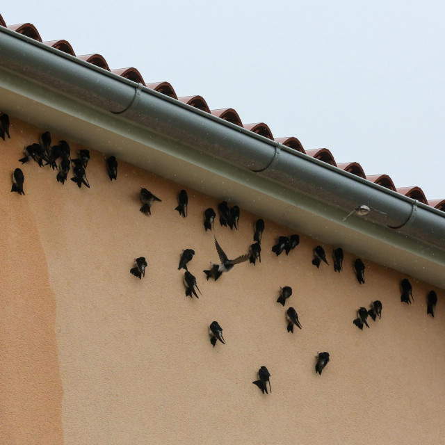 Lastavice, ilustracija