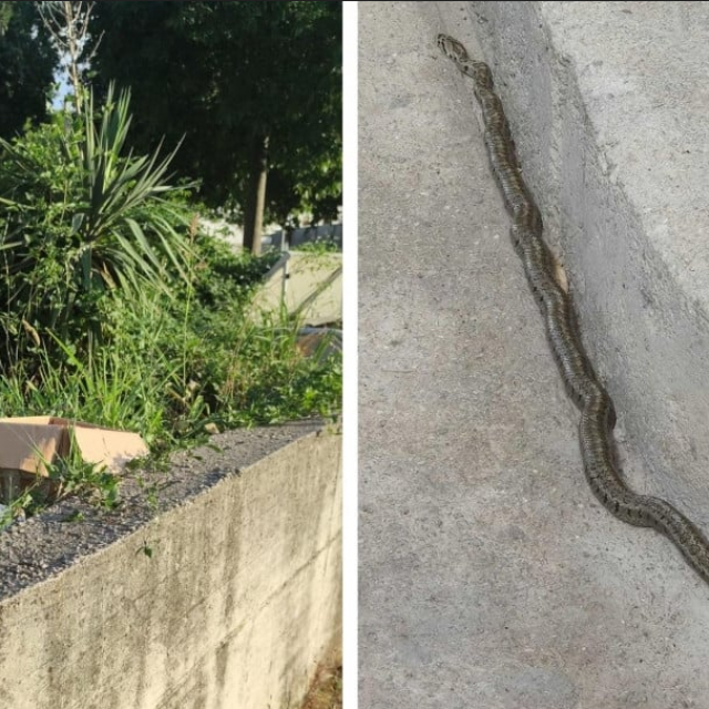 Zmije na Dragovodama