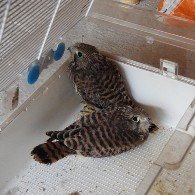 Spašene vjetruše u Petrinji