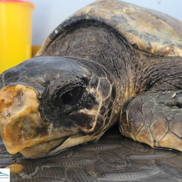 Issa nakon nekoliko dana oporavka