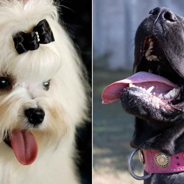 Maltezer i Cane corso