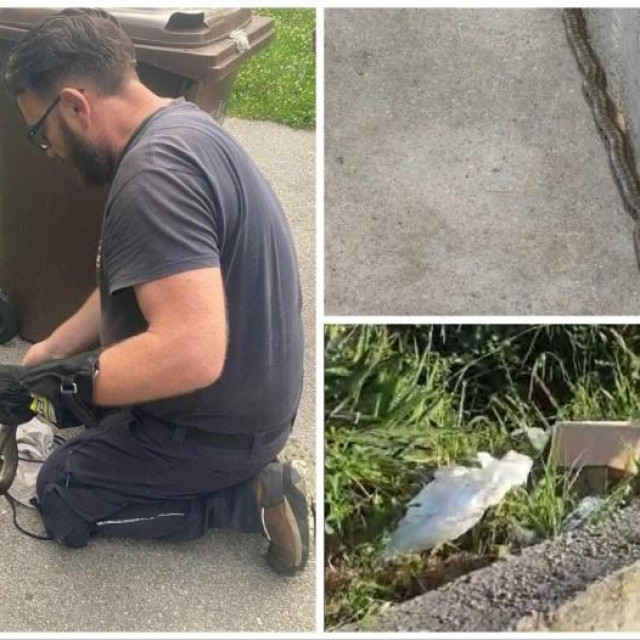 Građani masovno dijele fotografije zmija po hrvatskim naseljima i gradovima