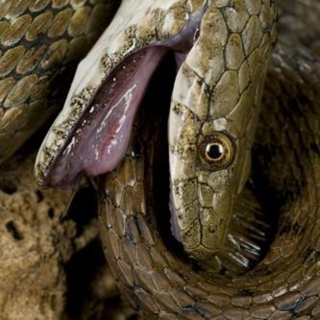 Zmija ribarica pravi se mrtva