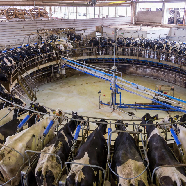Belje: Farma muznih krava.