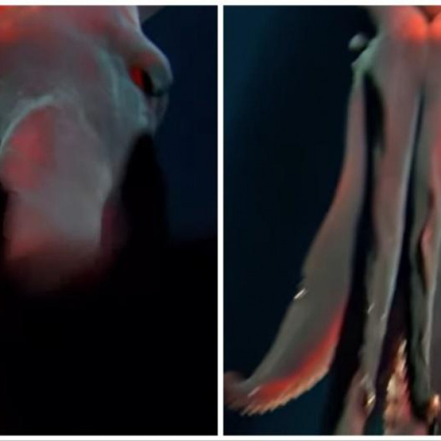 Vrsta lignje Taningia danae, član obitelji Octopoteuthidae koja se hrani ribom, rakovima i drugim vrstama lignji. Iznimno rijetka