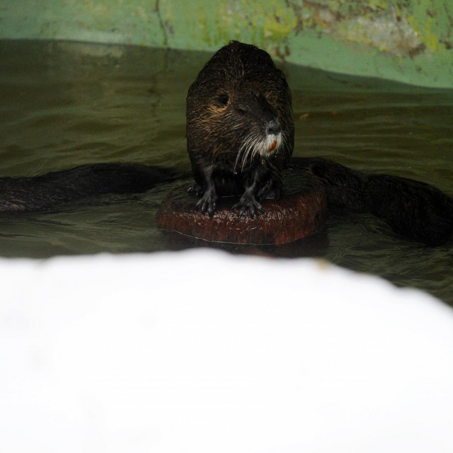 Barska nutrija, ilustracija