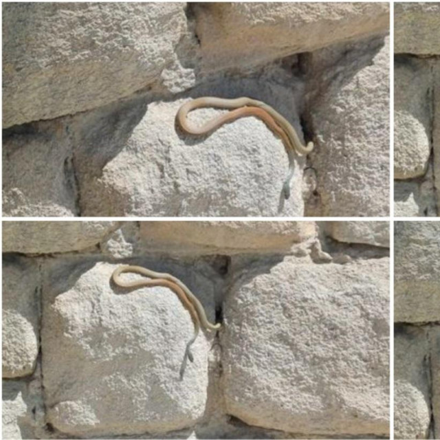 Šilac na splitskoj plaži