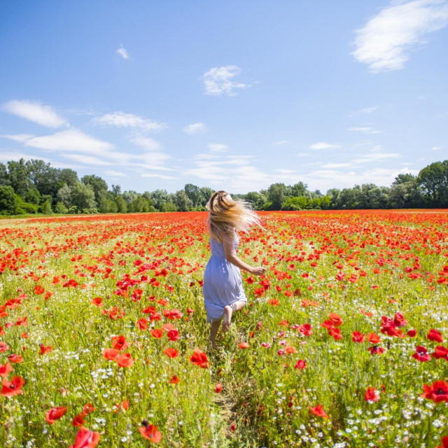 Polje makova na Križnici