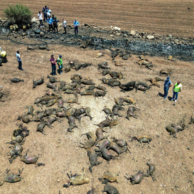 Životinje koje su poginule u požaru u Diyarbakiru