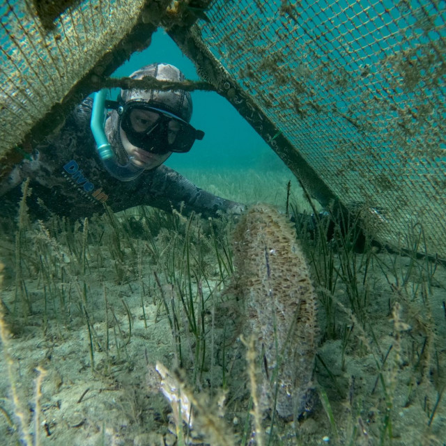 Plemenita periska, ilustracija

 