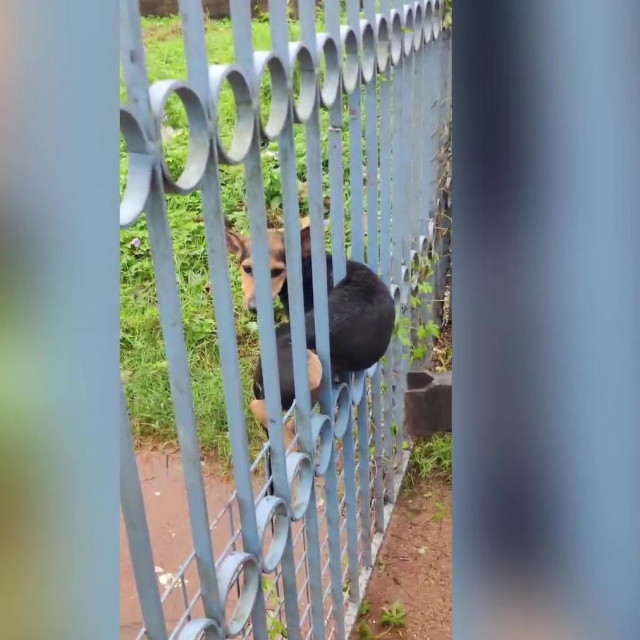 Psa su, srećom, spasili vatrogasci