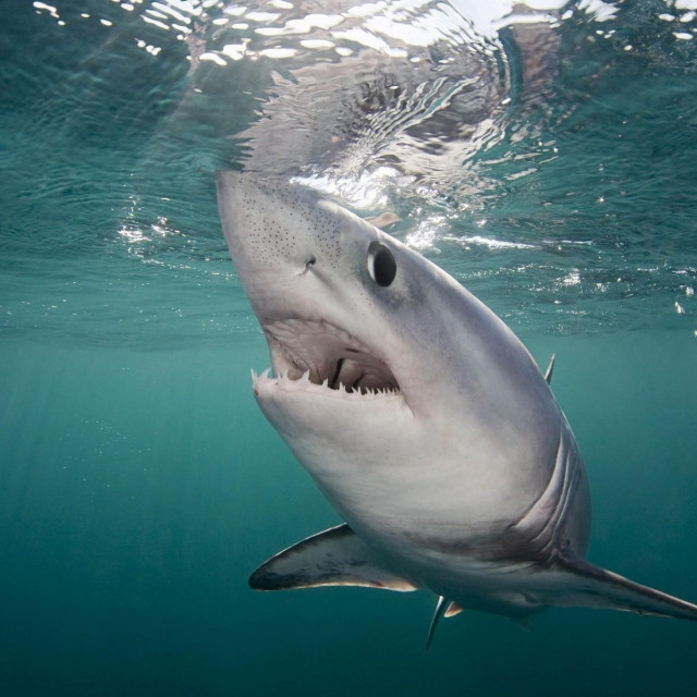 Ilustrativna fotografija