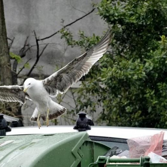 Galebovi 