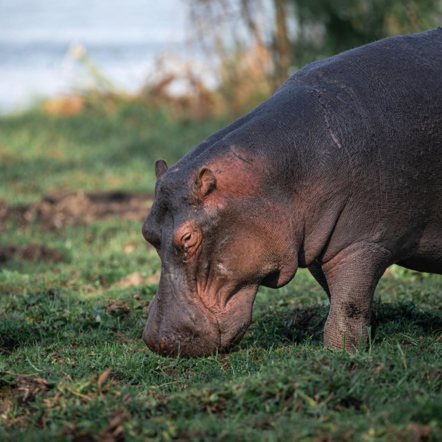 Nilski konj, ilustracija