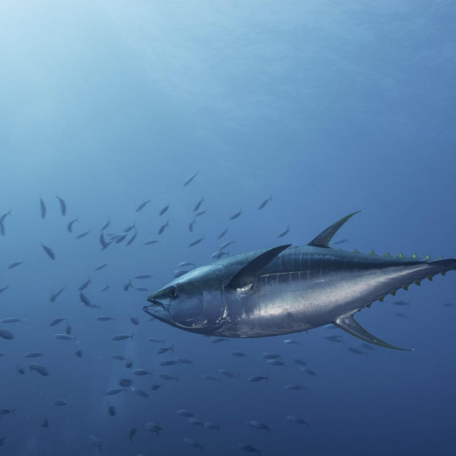 Tuna (ilustrativna fotografija)