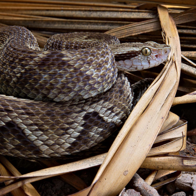 Bothrops jararaca (ilustrativna fotografija)