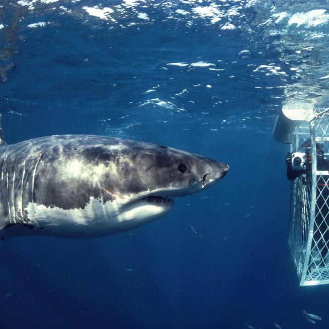 Velika bijela psina (ilustrativna fotografija)