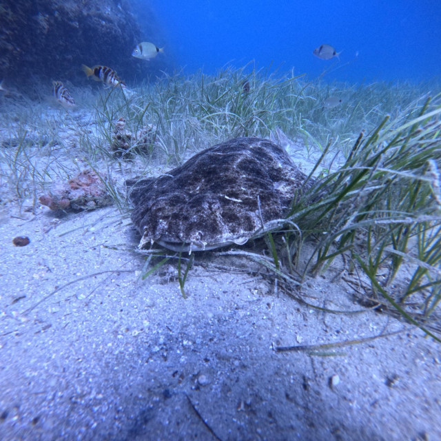 Sklat (anđeoski morski pas)