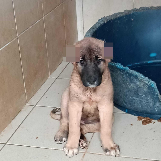 Štene je dobilo ime Stella