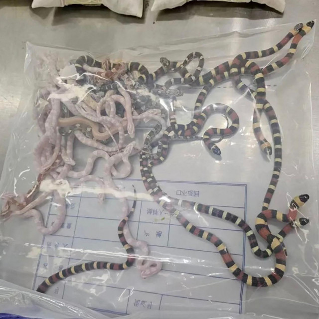 Zmije u plastičnoj vrećici koje su zaplijenjene u Shenzenu