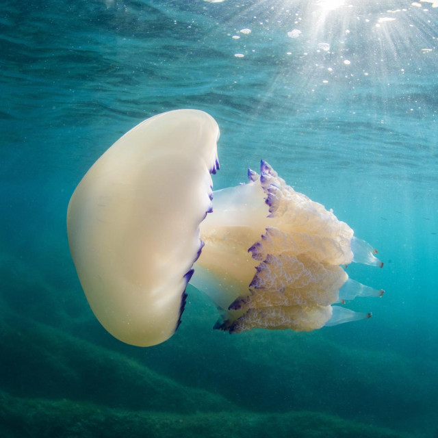 Meduza Rhizostoma pulmo, odnosno morska pluća