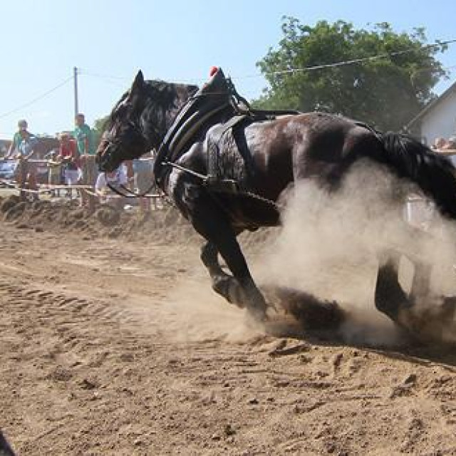 Konji vuku trupce u Novoj Bukovici