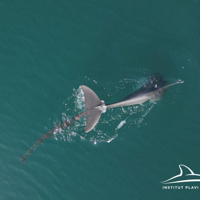 Dobri dupin nazvan Oliver