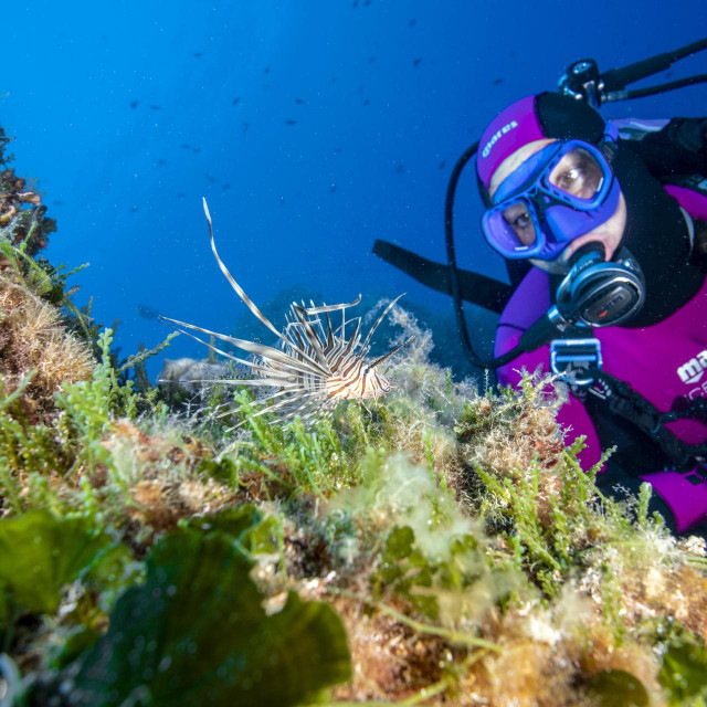 Riba lav (Pterois miles, lionfish), invazivna riba snimljena kod rta Stupište, blizu Komiže