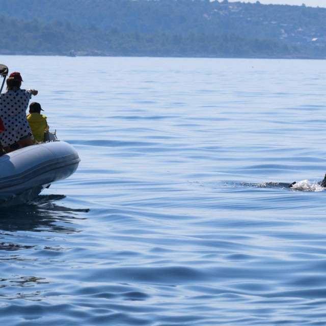 Promatranje dupina, ilustracija