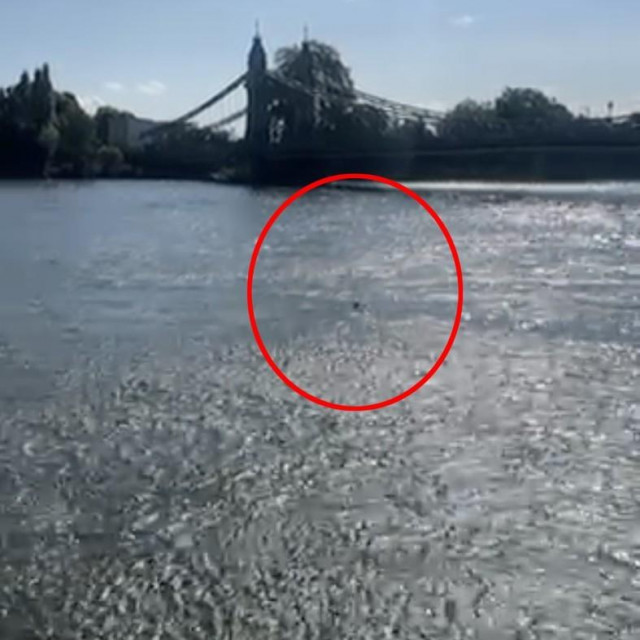 Navodno morski pas u Temzi