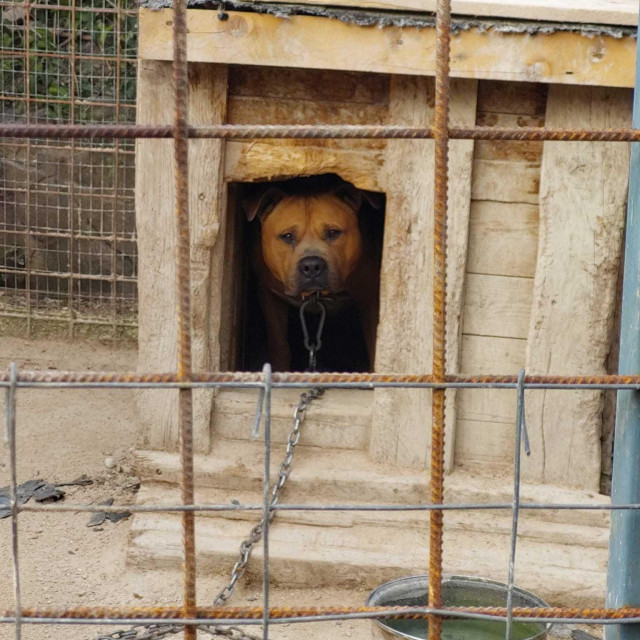 Pas u horor dvorištu