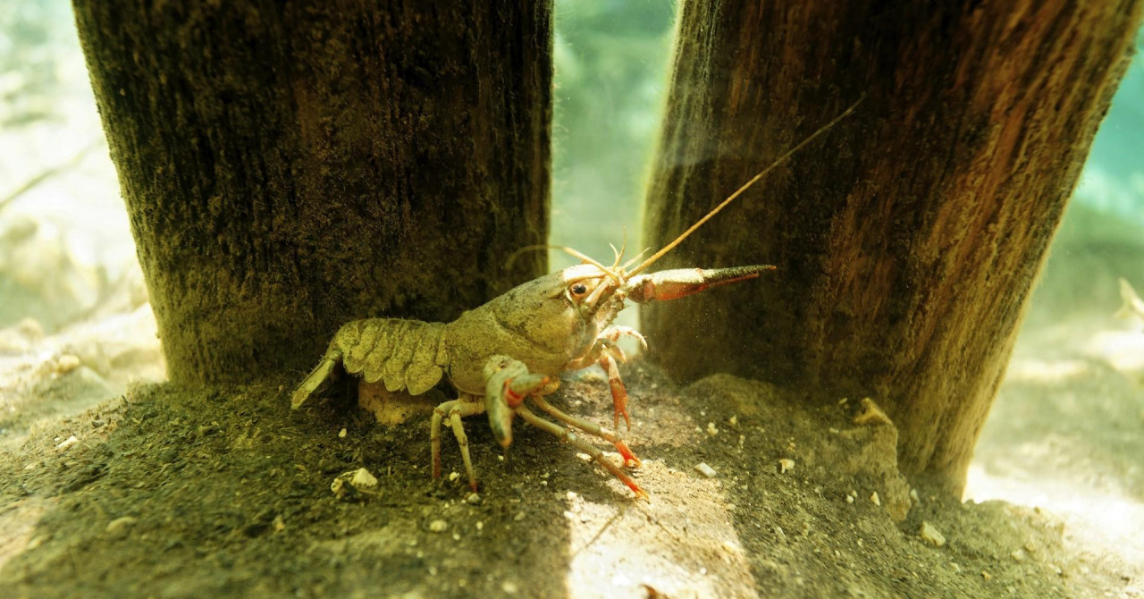 Jutarnji list - U potocima Zelinske glave pronađene životinjske vrste ...