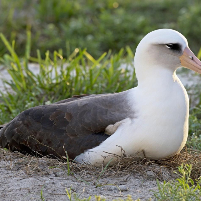 Albatros, ilustracija