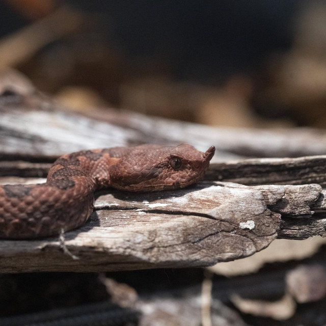 Poskok (ilustrativna fotografija)