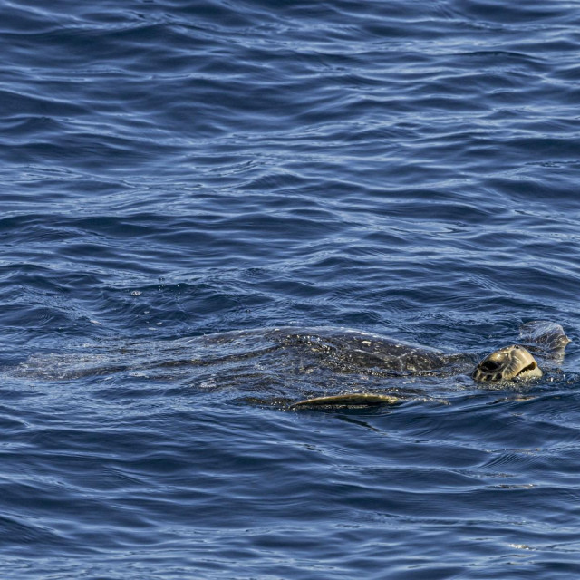 Sedmopruga usminjača